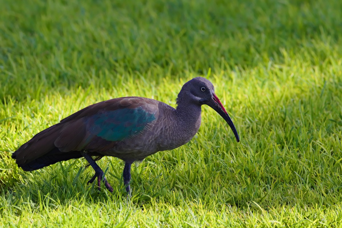 Hadada Ibis - ML619879804