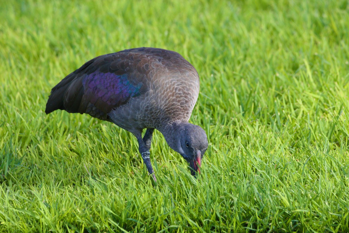 ibis hagedaš - ML619879808