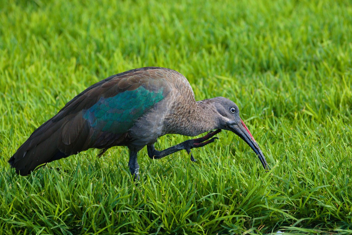 Hadada Ibis - ML619879809