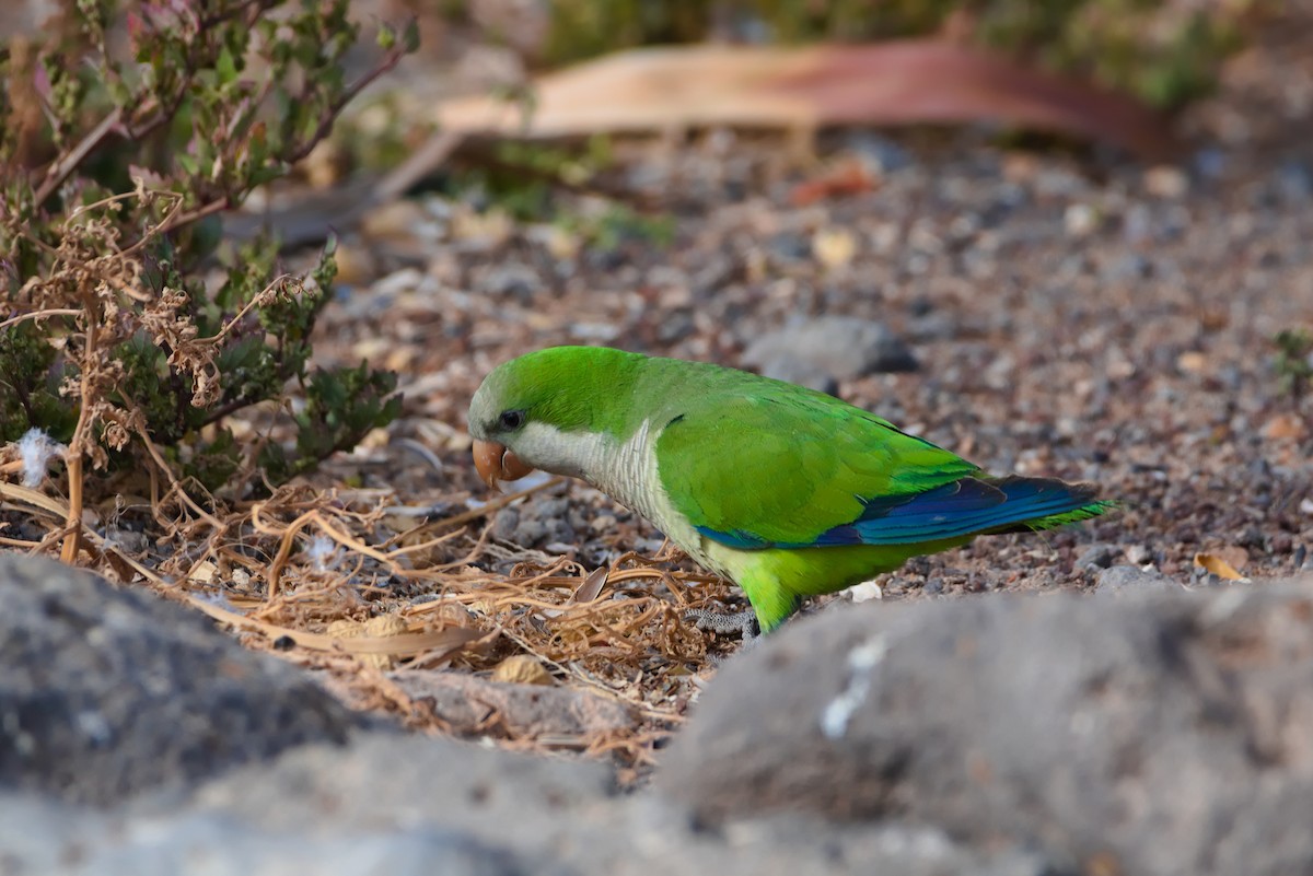 Monk Parakeet - ML619879813