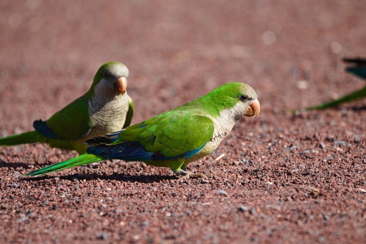 Monk Parakeet - ML619879814