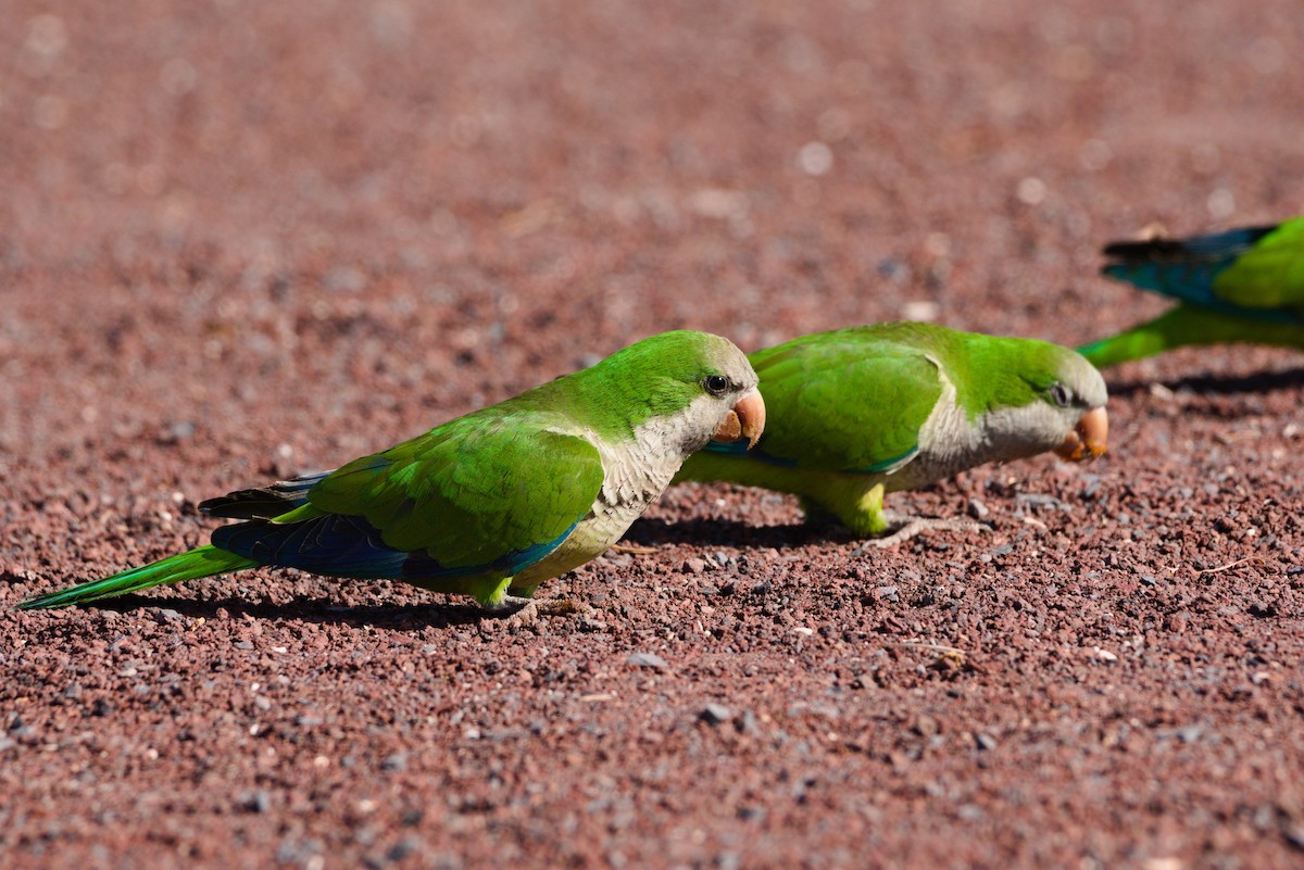 Monk Parakeet - ML619879815