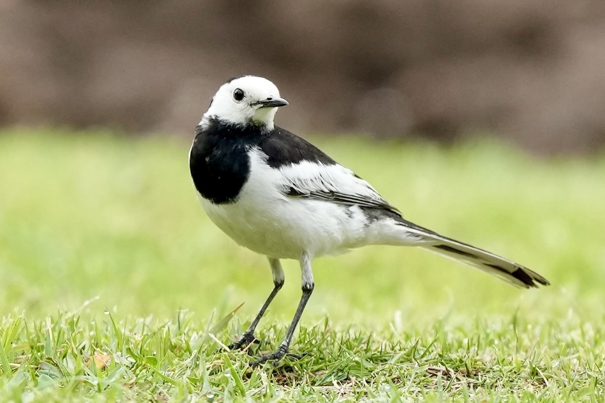 White Wagtail - Pine Cone