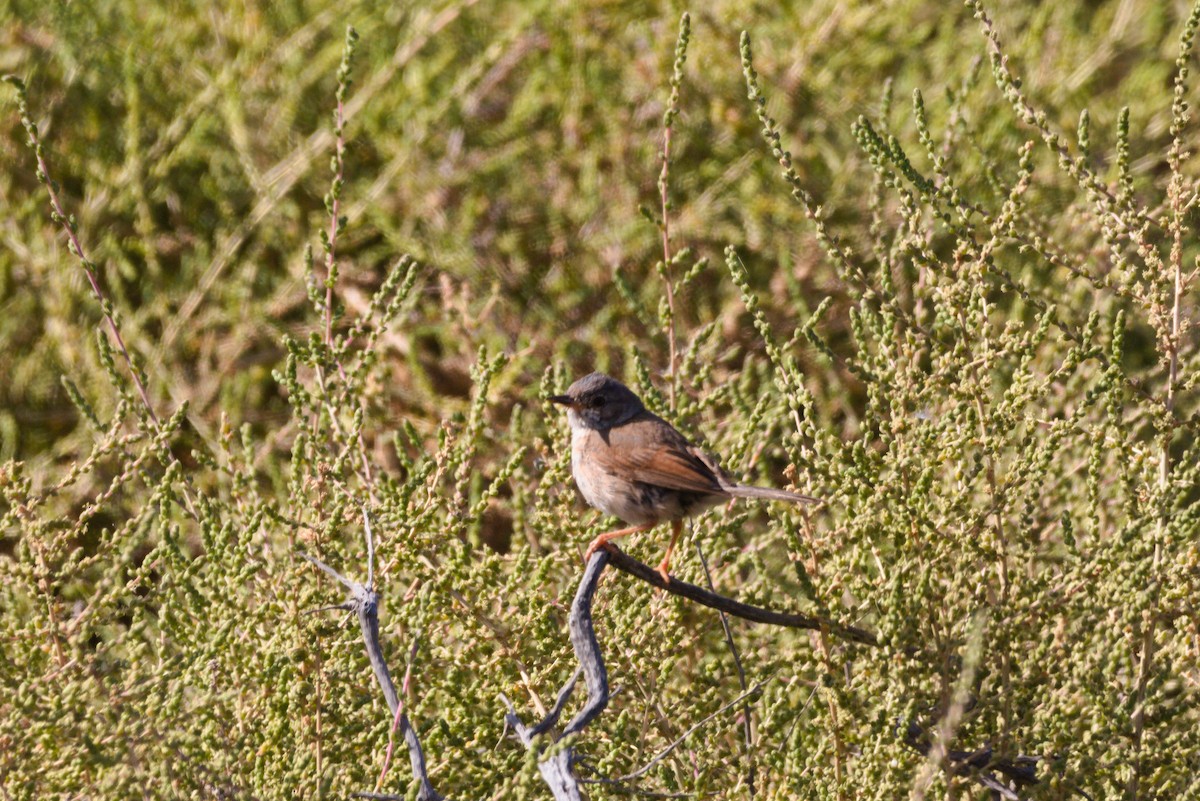 Spectacled Warbler - ML619879820