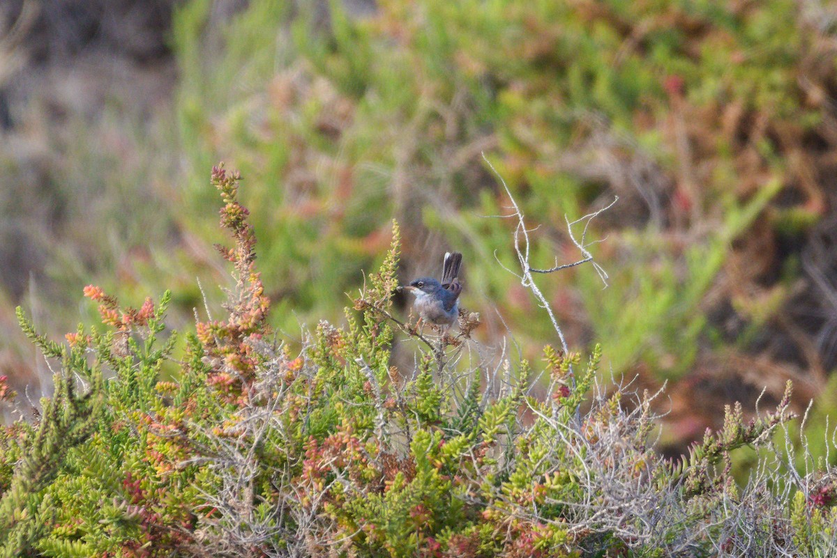 Spectacled Warbler - ML619879821