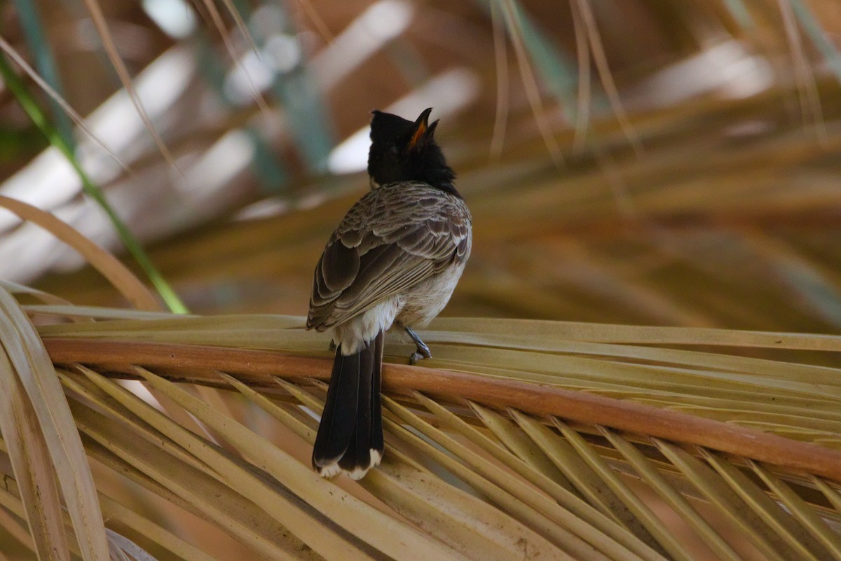 Red-vented Bulbul - ML619879825