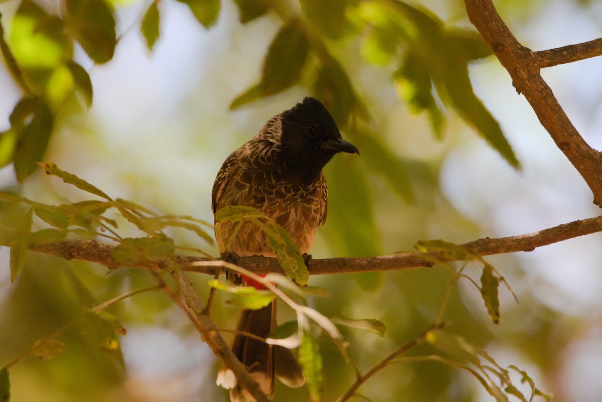 Red-vented Bulbul - ML619879826