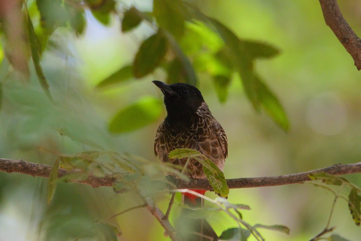 Bulbul à ventre rouge - ML619879827