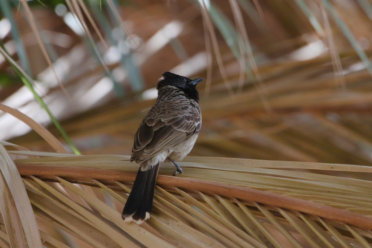 Red-vented Bulbul - ML619879828