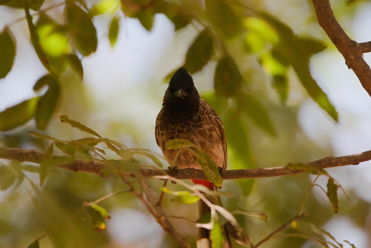 Bulbul à ventre rouge - ML619879829