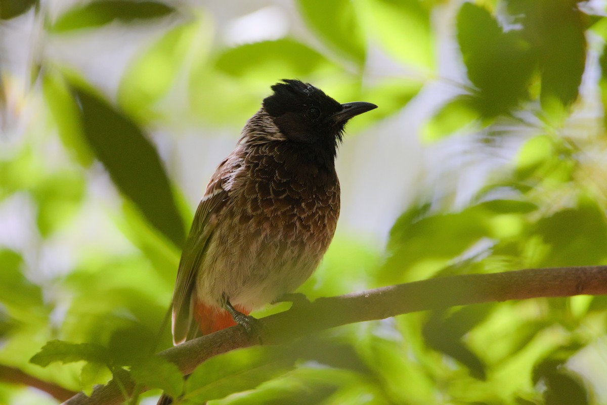 Red-vented Bulbul - ML619879830