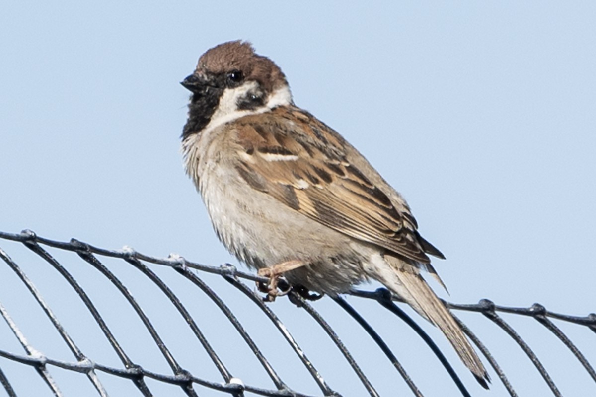 Eurasian Tree Sparrow - ML619879836