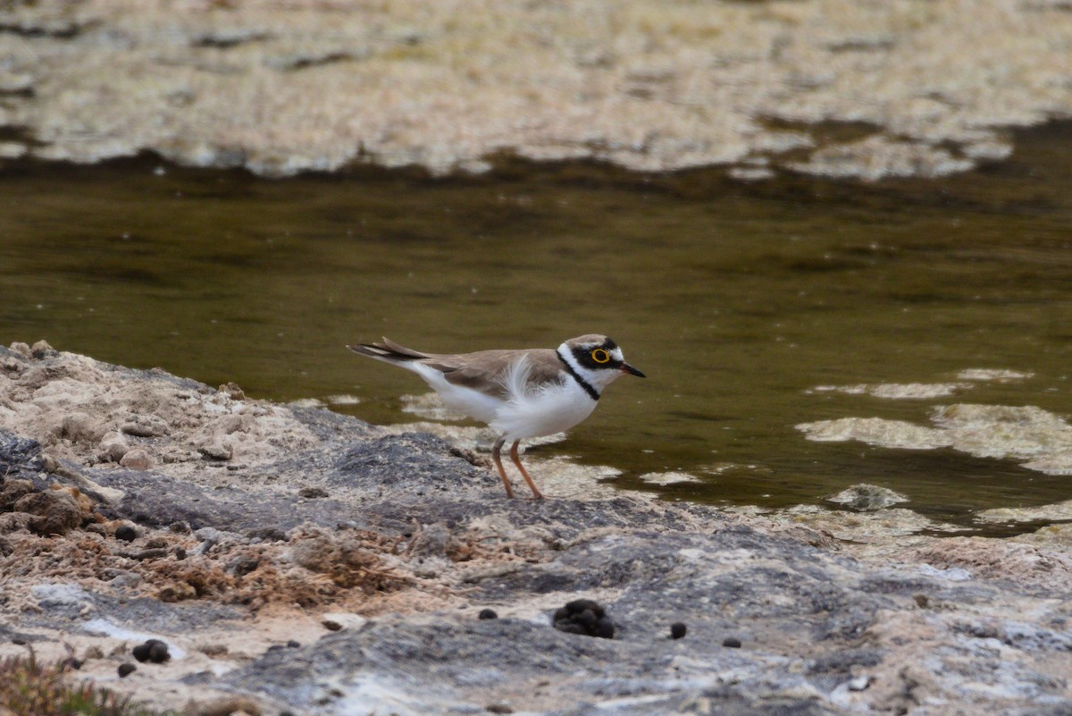 Little Ringed Plover - ML619879842