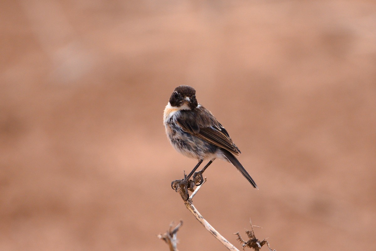 Fuerteventura Stonechat - ML619879860