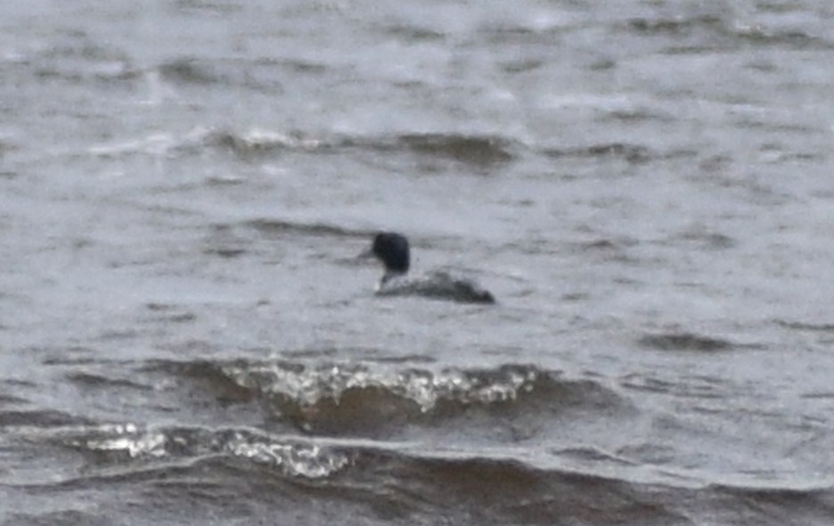 Common Loon - ML619879868