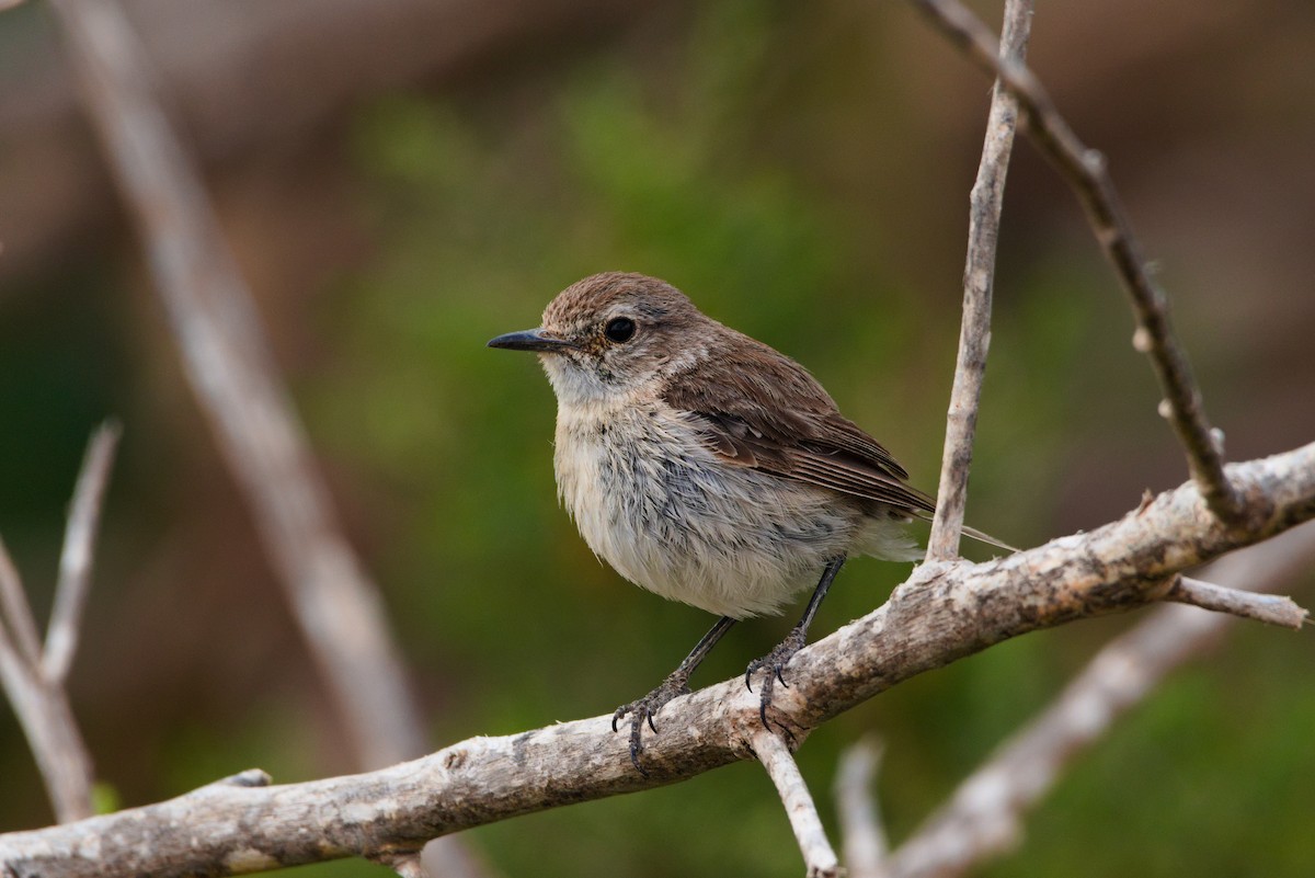 Fuerteventura Stonechat - ML619879875