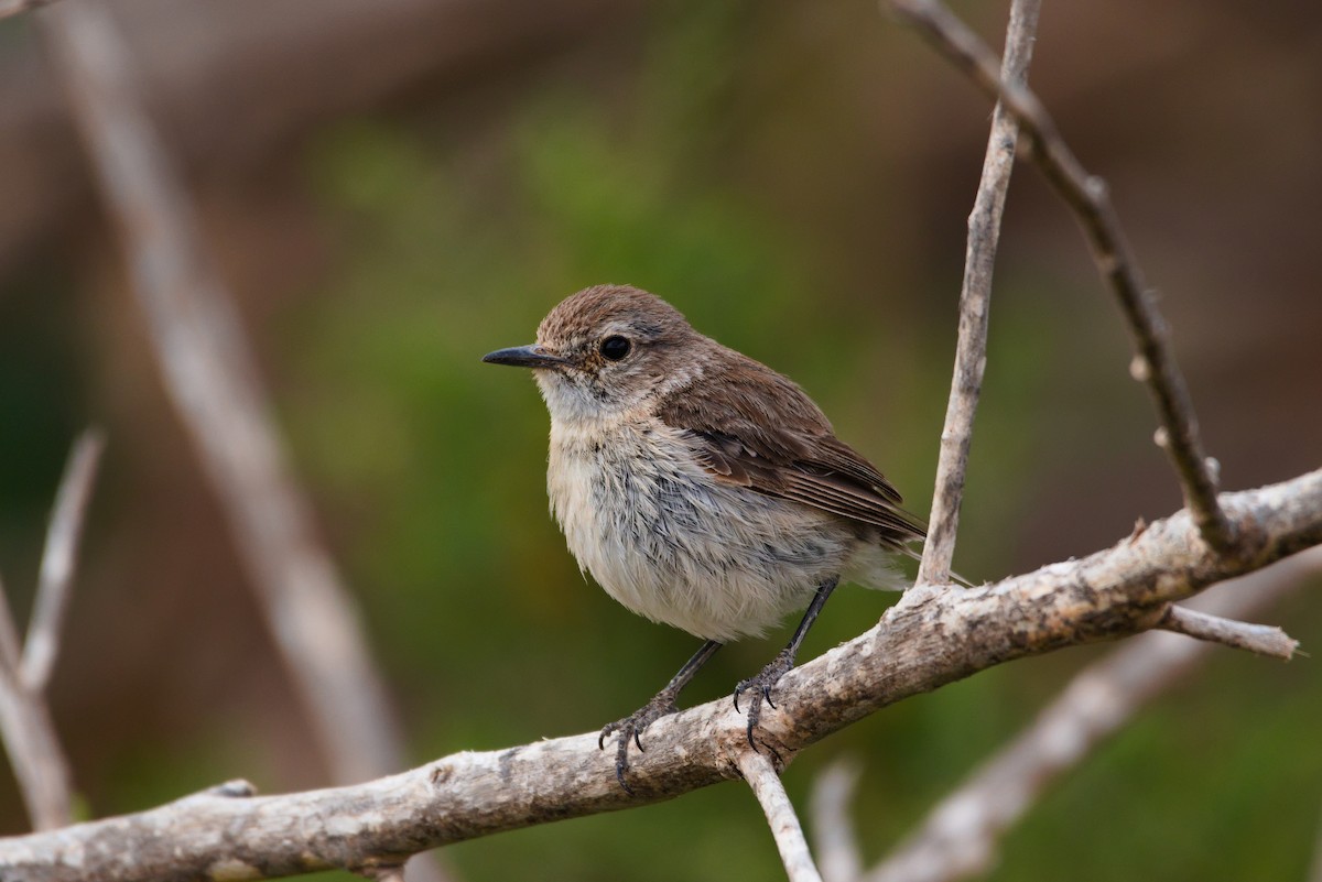 Fuerteventura Stonechat - ML619879876