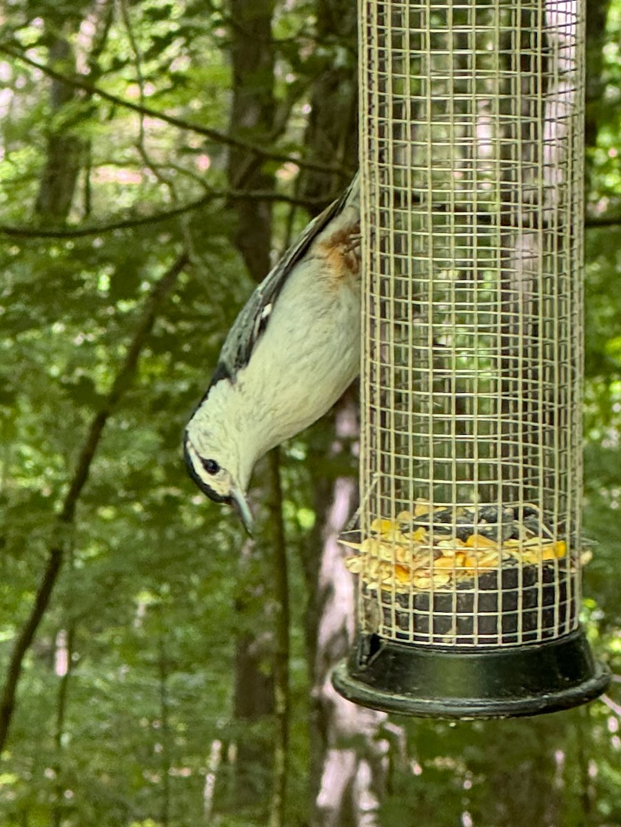 White-breasted Nuthatch - ML619879877