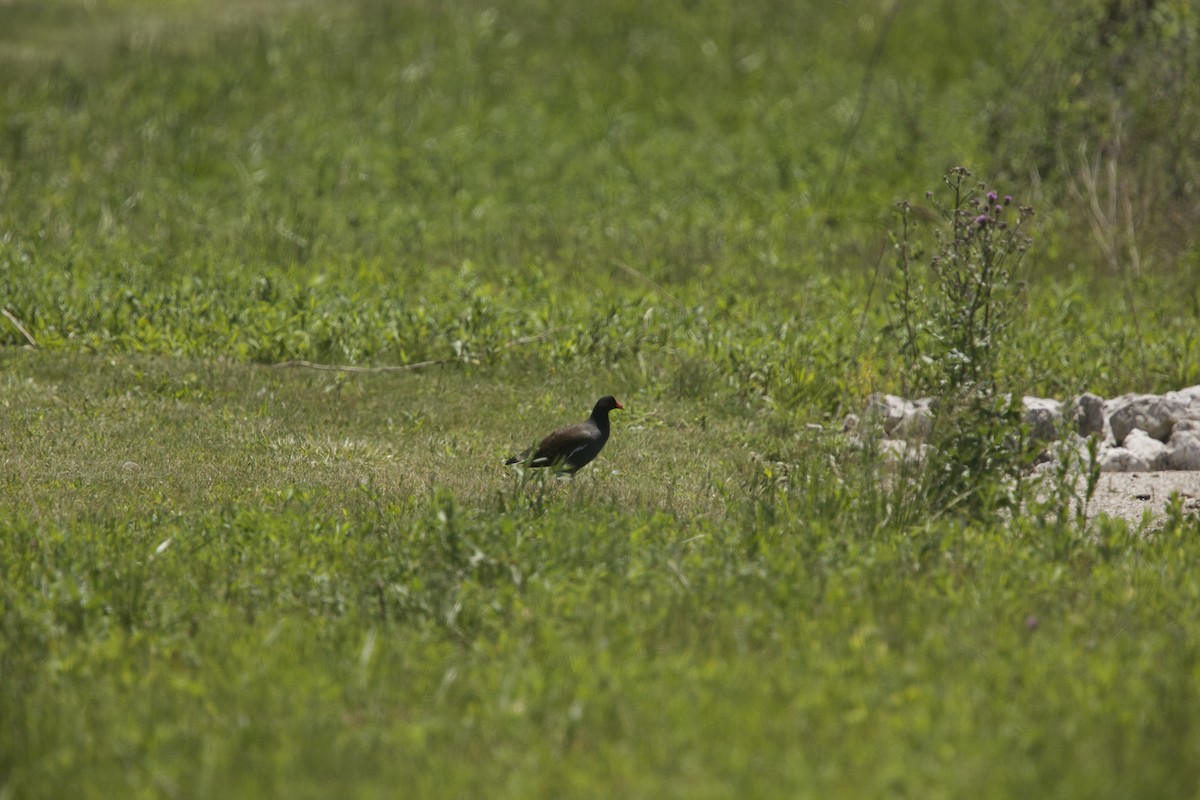 Common Gallinule - ML619879895