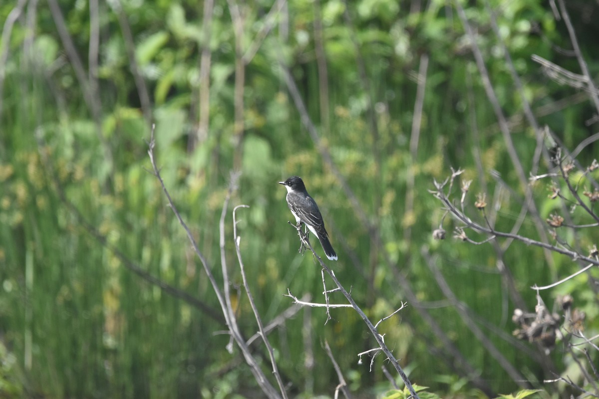 Eastern Kingbird - ML619879910