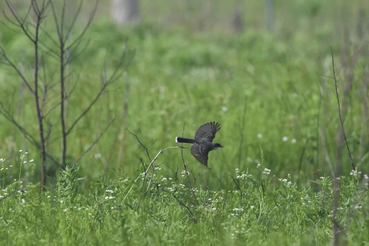 Eastern Kingbird - ML619879914