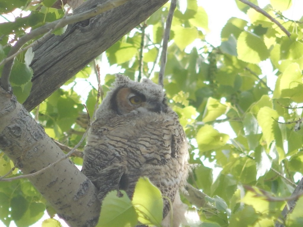 Great Horned Owl - ML619879915