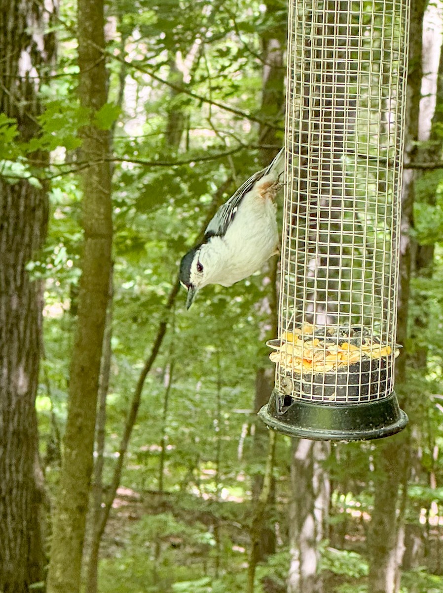 White-breasted Nuthatch - ML619879917