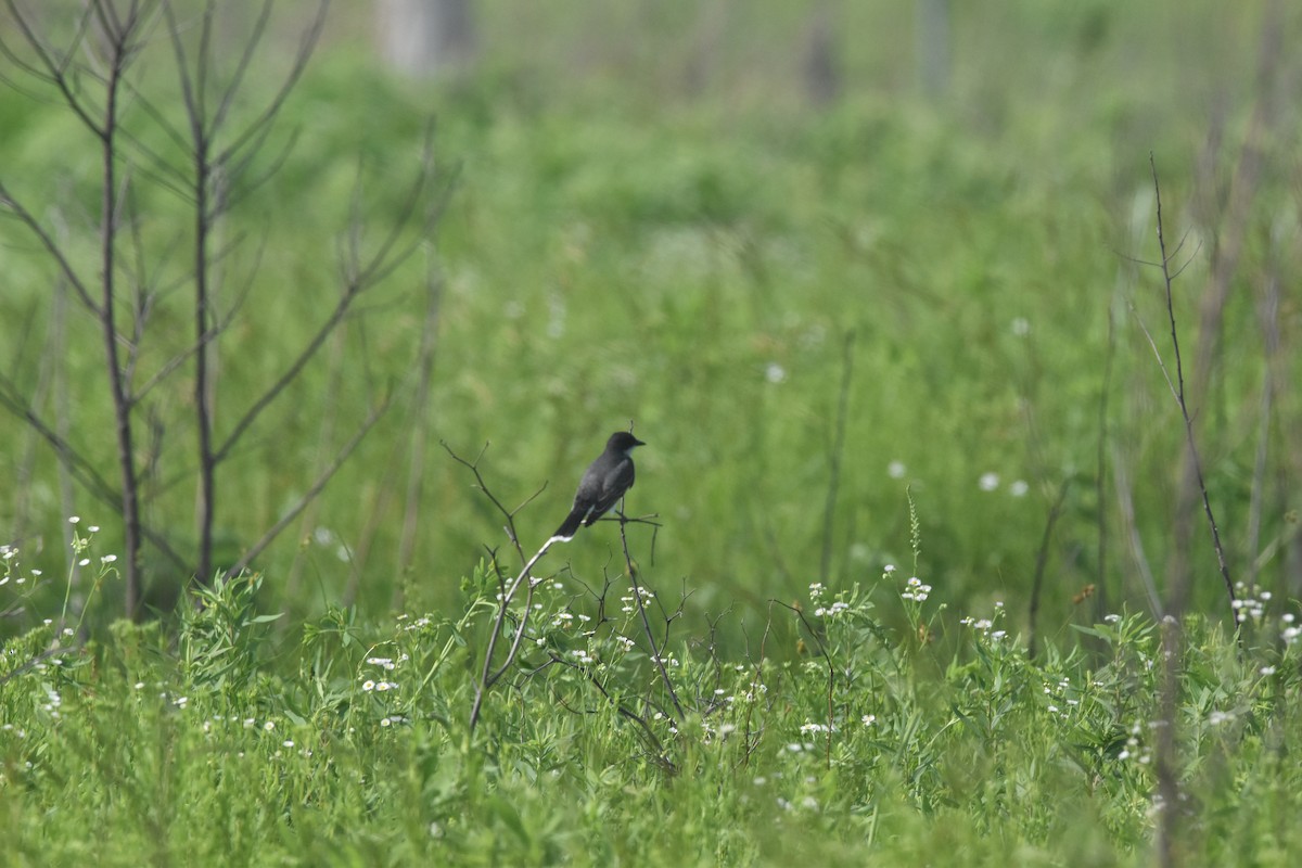 Eastern Kingbird - ML619879930