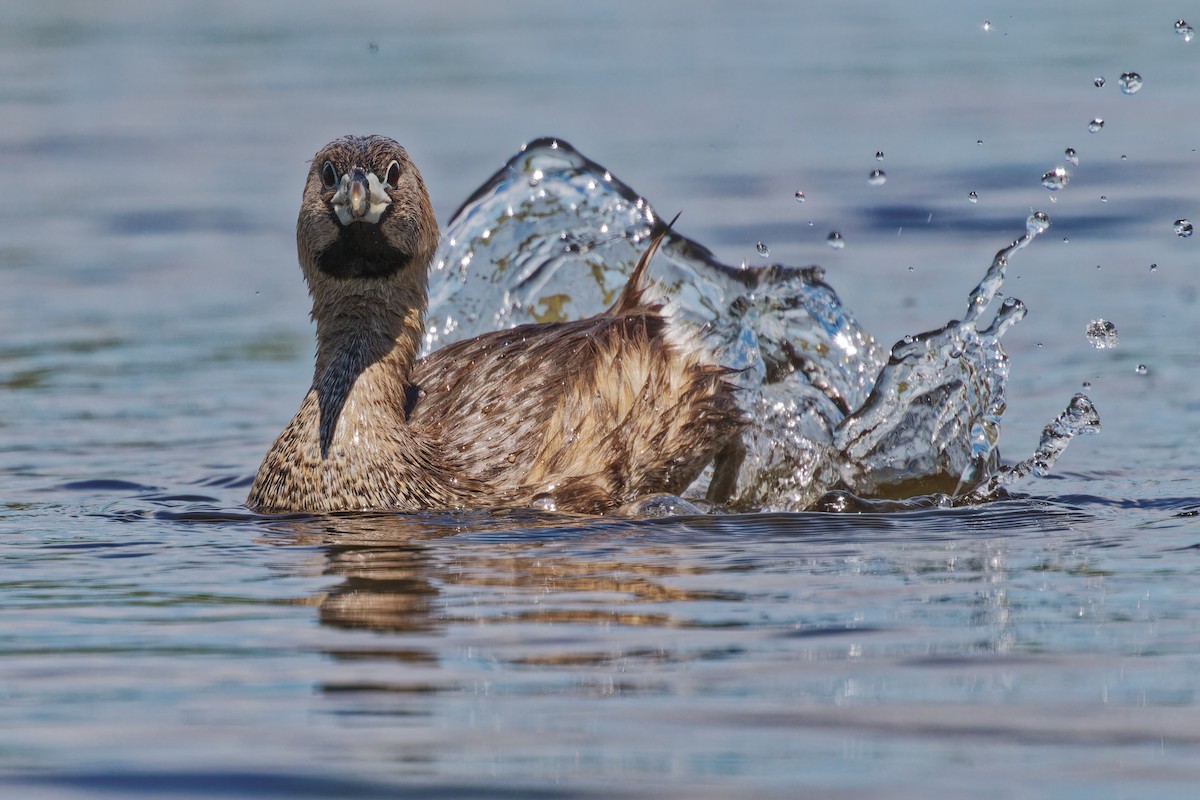 Pied-billed Grebe - Mario St-Gelais