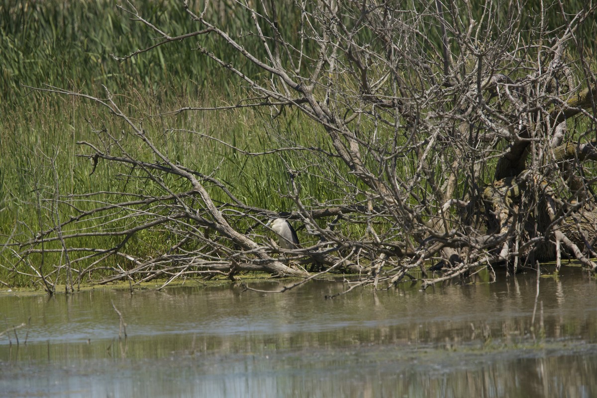 Black-crowned Night Heron - ML619879934