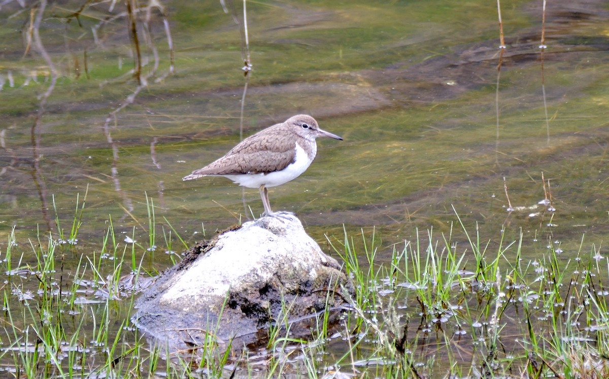 Common Sandpiper - ML619879949