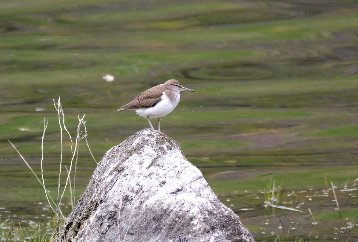 Common Sandpiper - ML619879950