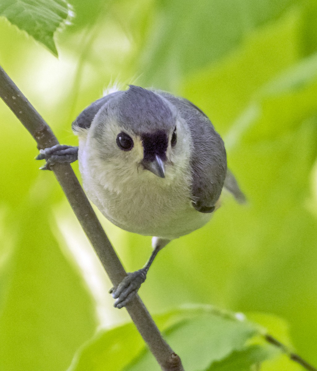 Tufted Titmouse - ML619879954