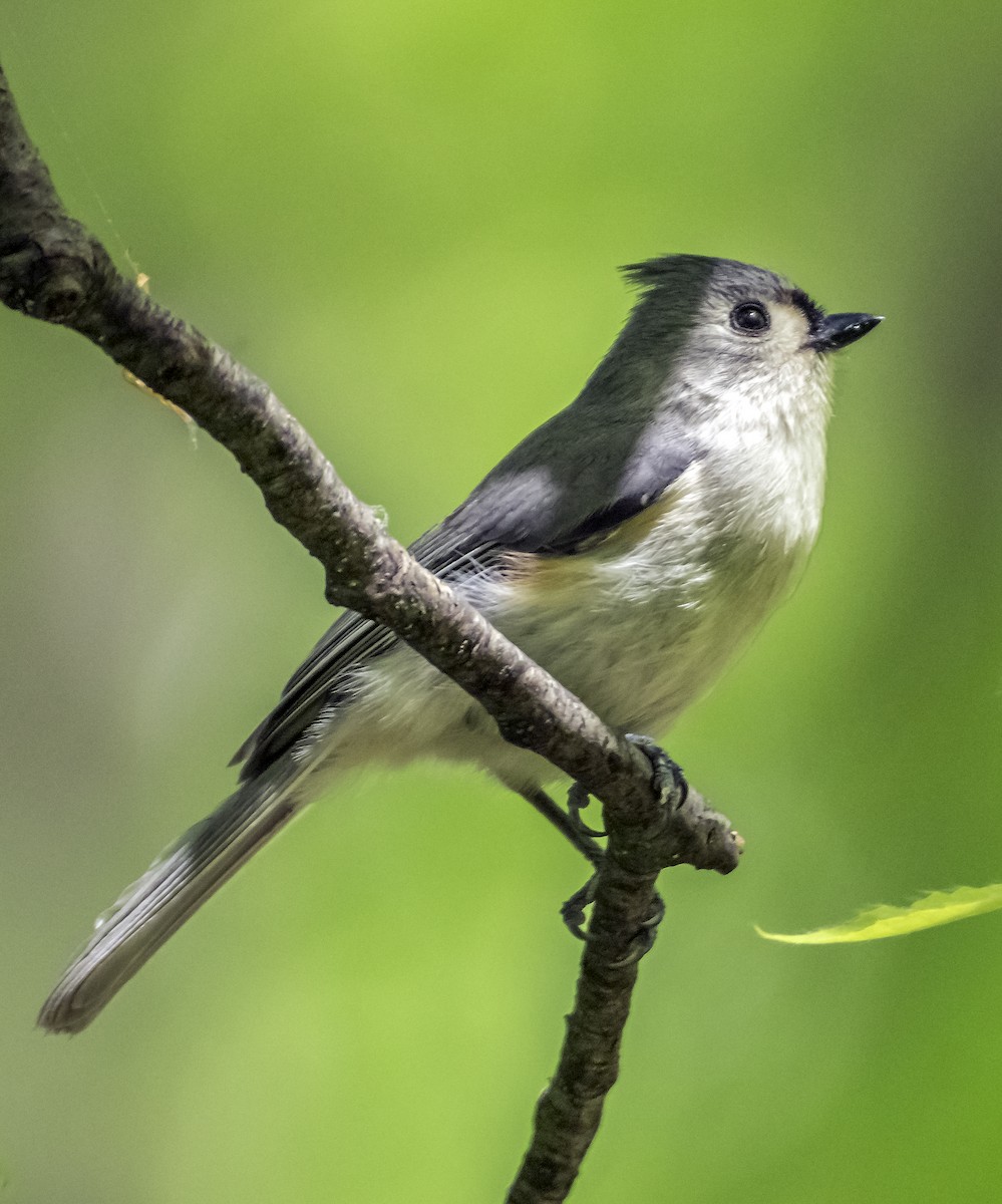 Tufted Titmouse - ML619879960