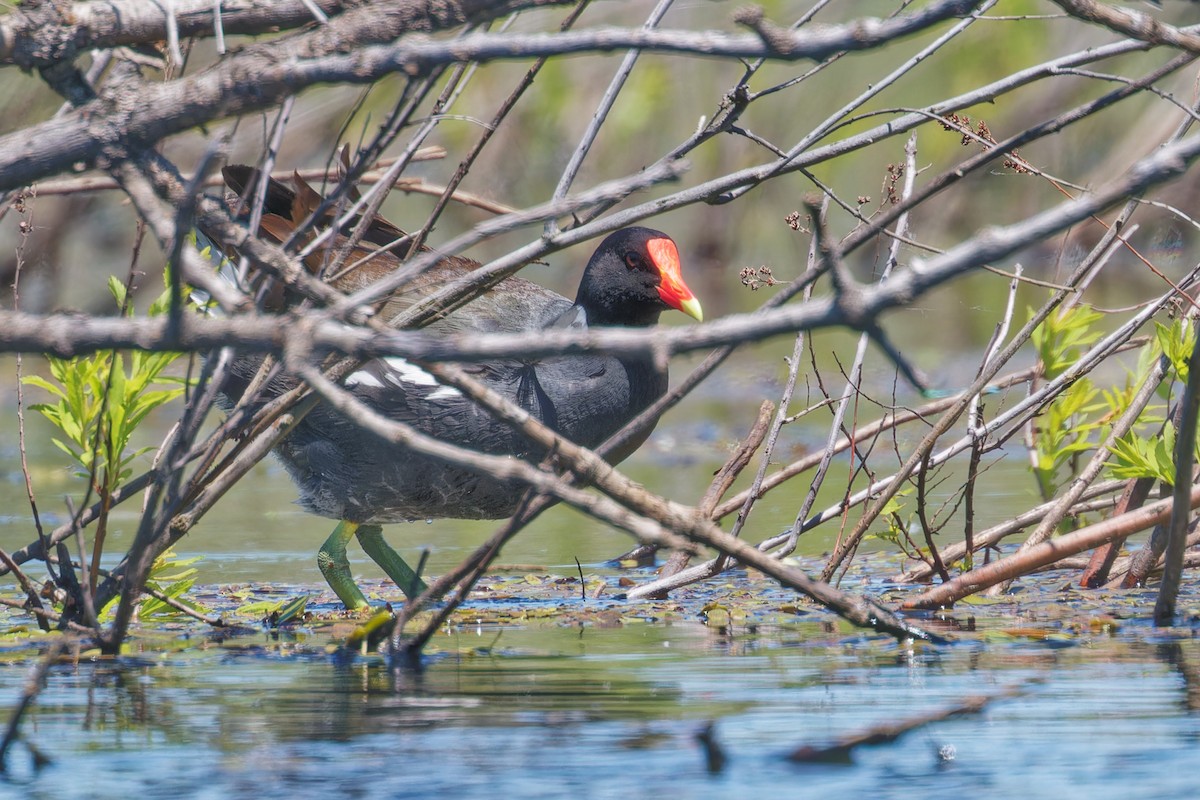 Common Gallinule - ML619879976