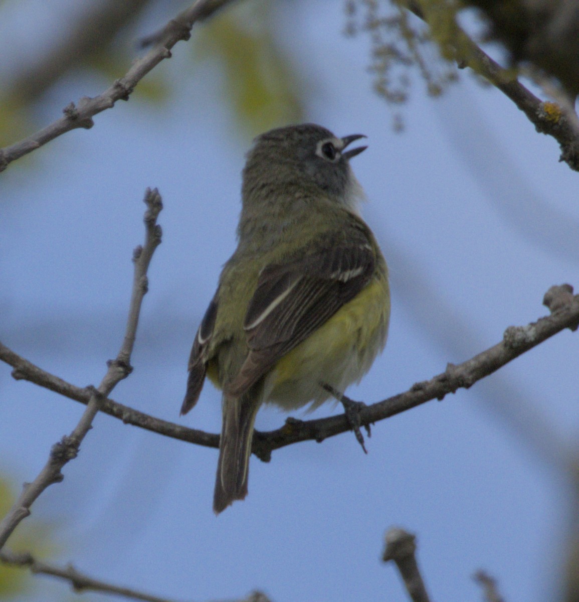 Mavi Başlı Vireo - ML619879977