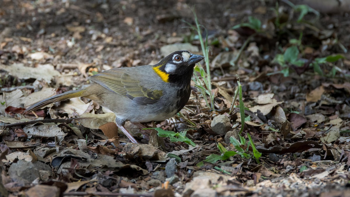 White-eared Ground-Sparrow - ML619879984