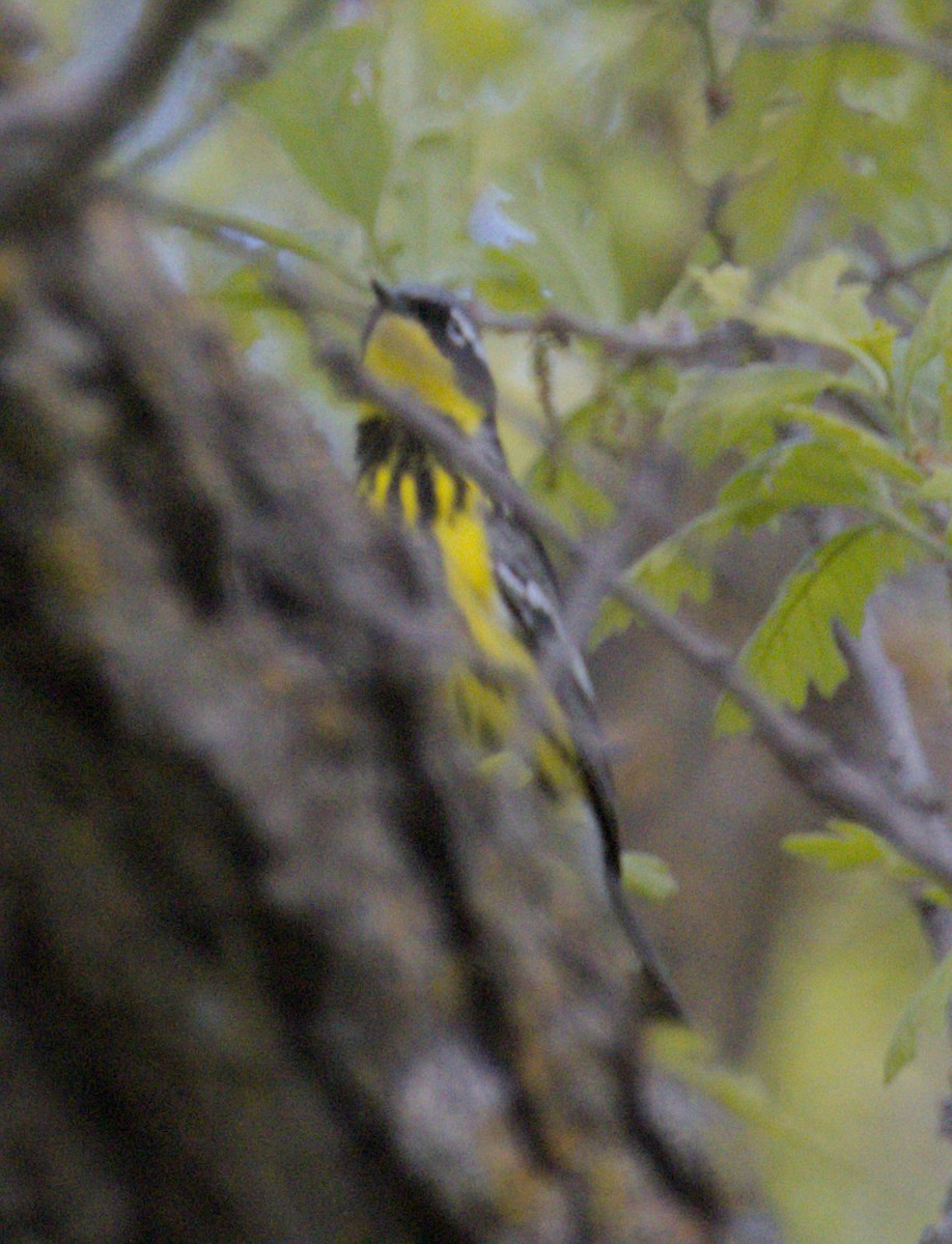 Magnolia Warbler - ML619879990