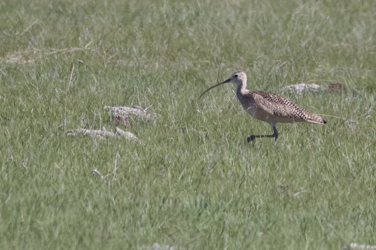 Long-billed Curlew - ML619879995