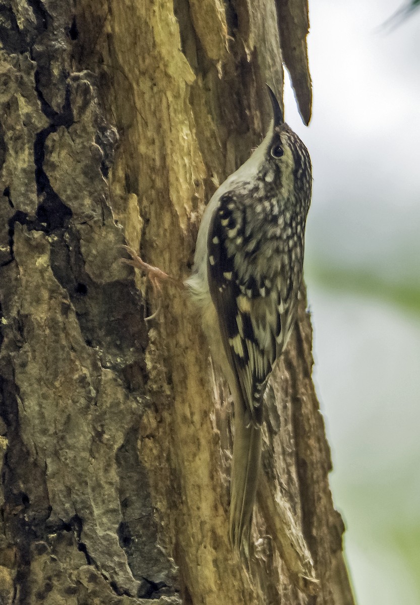 Brown Creeper - ML619880004