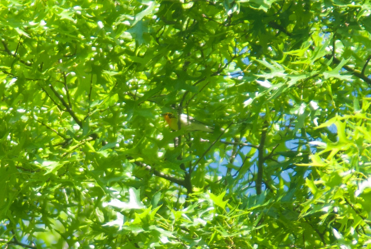 Blackburnian Warbler - ML619880011