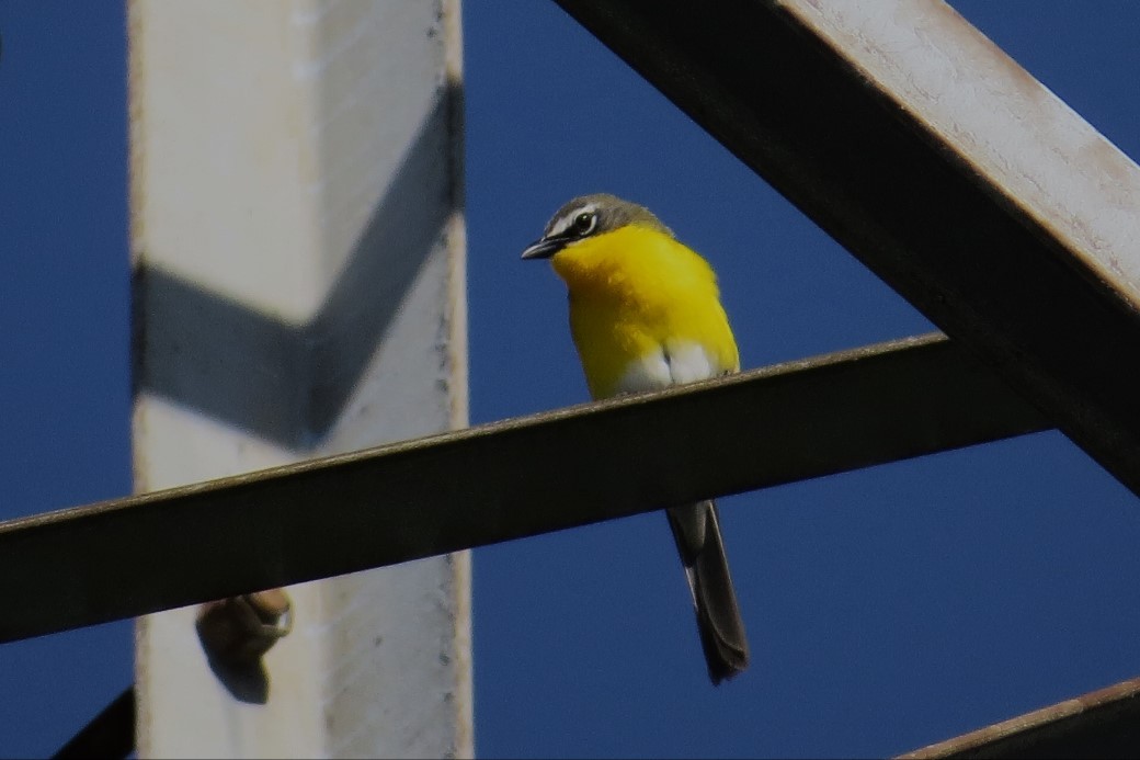 Yellow-breasted Chat - ML619880019