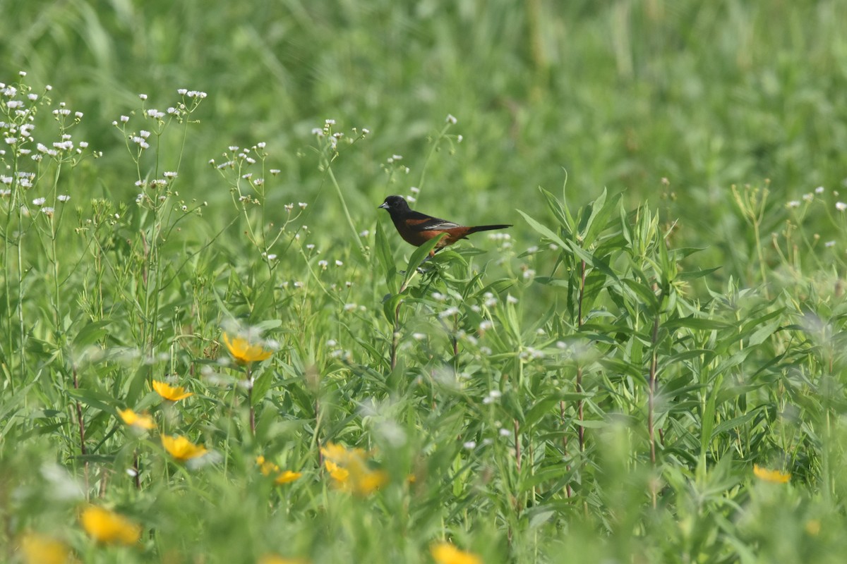 Orchard Oriole - ML619880024