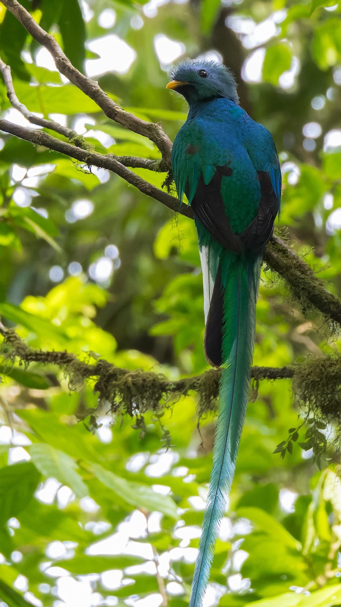 Quetzal Guatemalteco - ML619880026