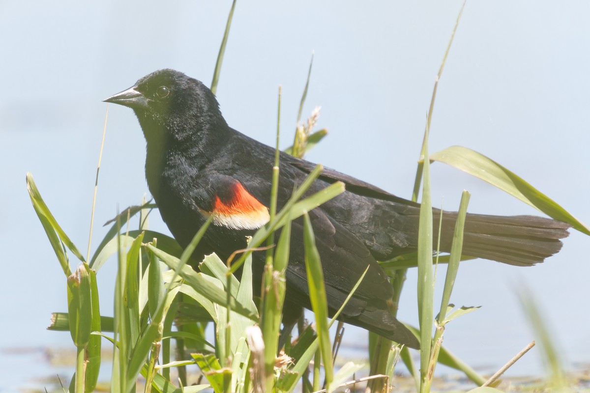 Red-winged Blackbird - ML619880042