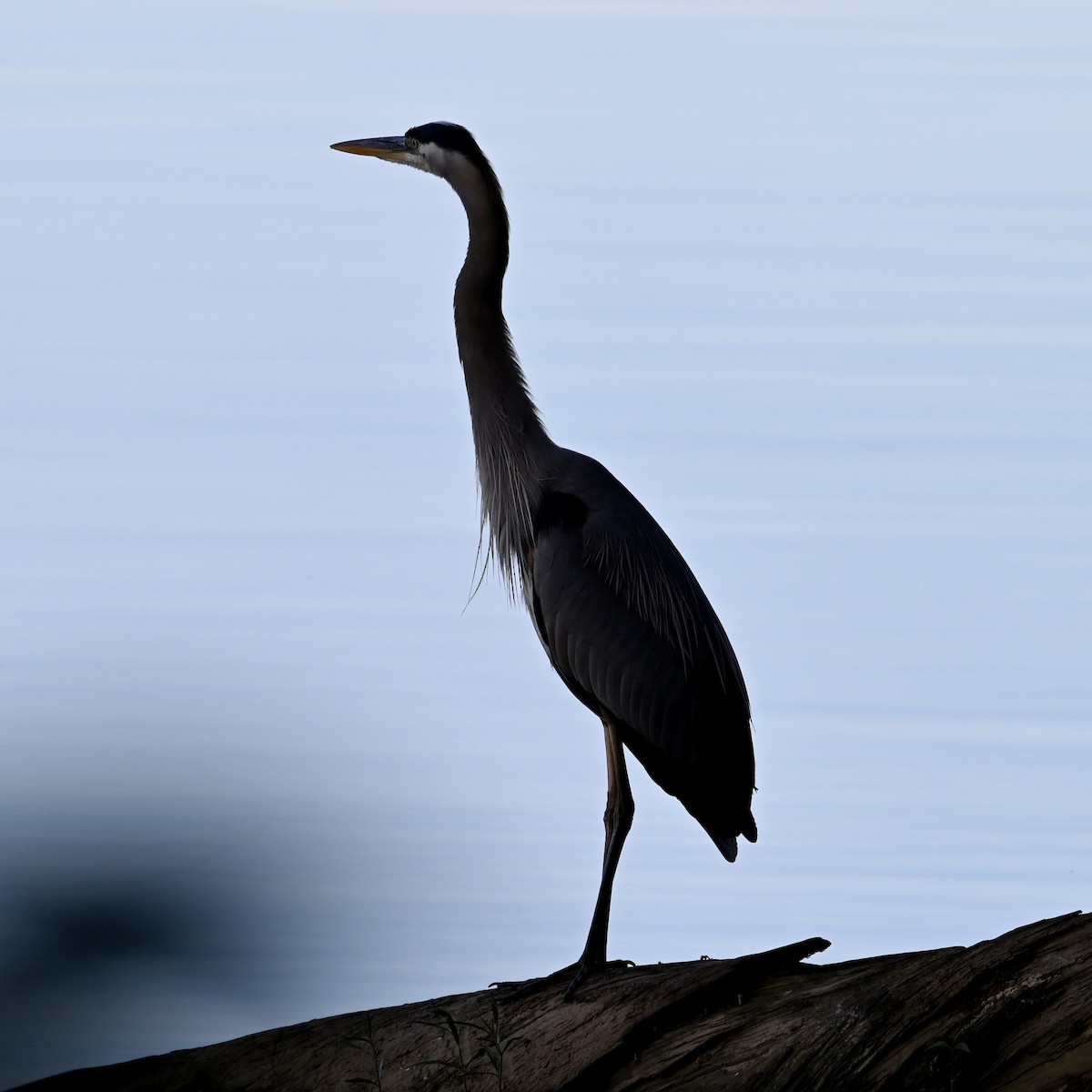 Great Blue Heron - ML619880048