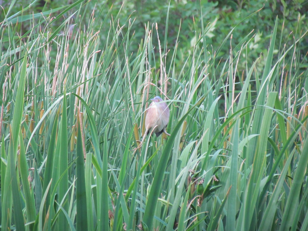 Yellow Bittern - ML619880058