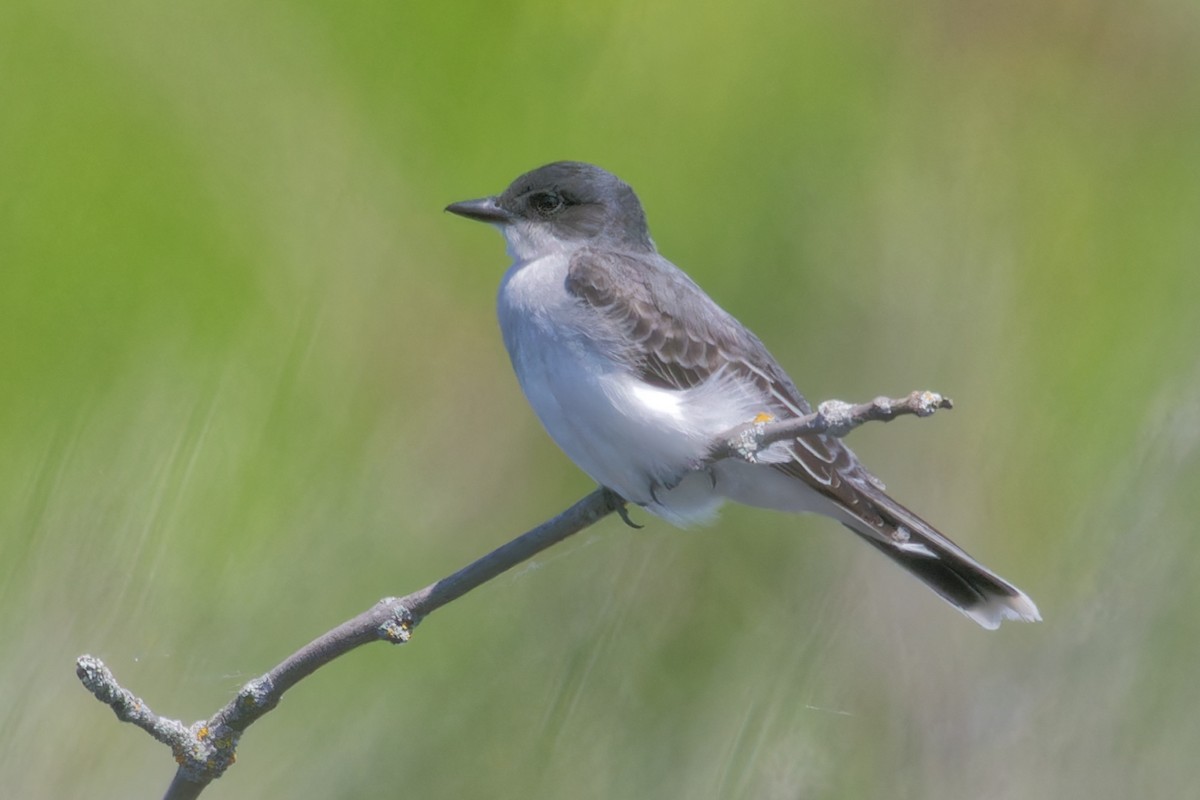 Eastern Kingbird - ML619880059