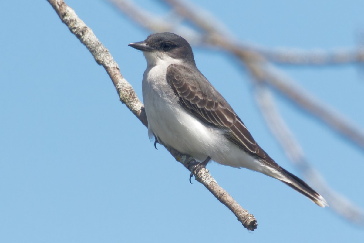 Eastern Kingbird - ML619880060