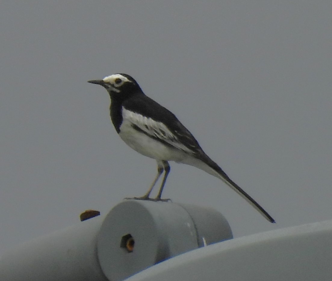 White Wagtail - ML619880082